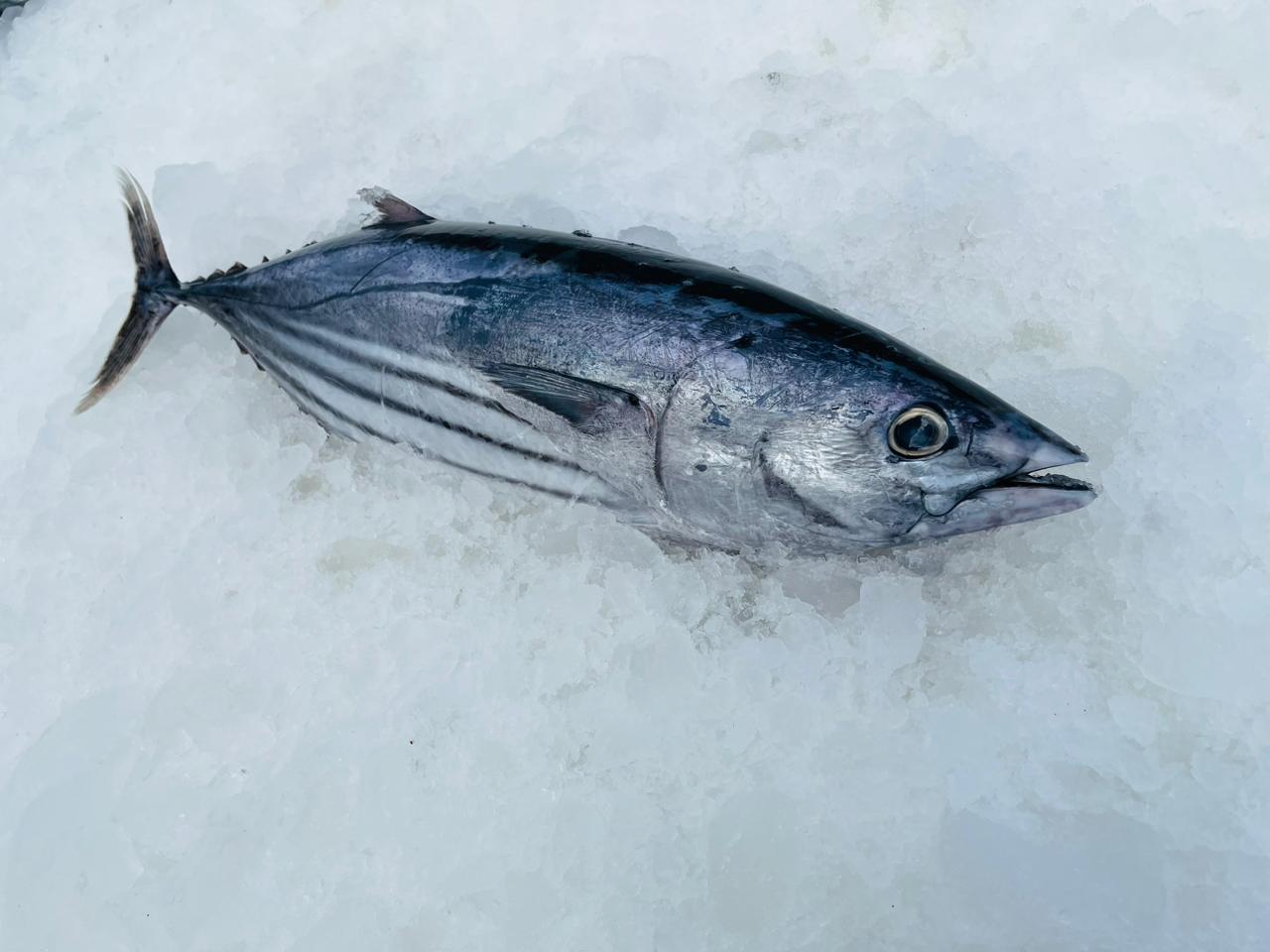 Multipar Sapta Pratama – Skipjack Tuna